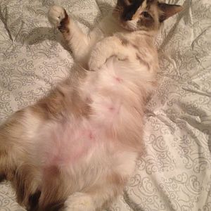 Please help? Pregnant cat