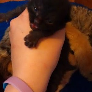 Update on Tigers Kittens: They have their eyes open! (Pics)