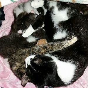 Any way to tell how close foster cat is to giving birth?