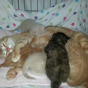 Kitten care and sex