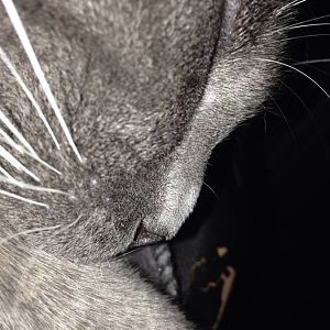 Cat has bump on his nose. Is it broken?