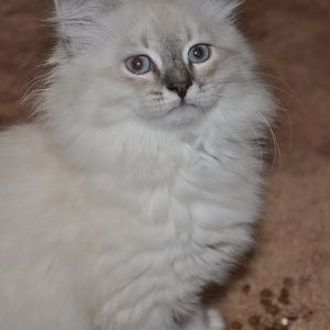 Meet 10 week old Siberian kitten- Lily!