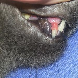 Cat's canine tooth falling off?