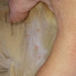 Cat pulling out hair, small red bumps on skin