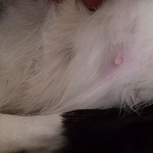 Is my cat pregnant?