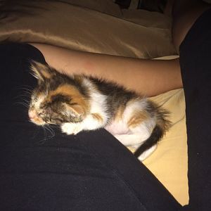 4 week old lifeless kitten