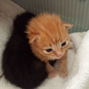 Help -- Two Motherless Kittens