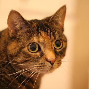 Vet say cat will die, maybe a tumor in the guts