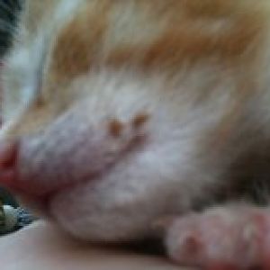 Odd growths near whiskers on 2 week kitten