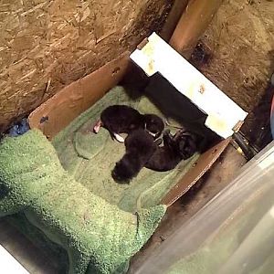 2-3 day old kittens with a farel mother. Need advice please!