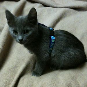 Suggestions on what I should feed an eight week old kitten?