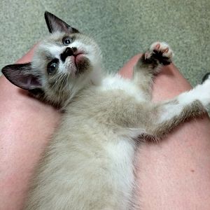 New Kittens - Help determining fur length
