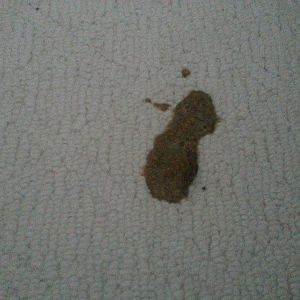 long haired cat vomit? - pic of vomit included