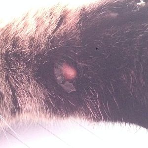 Blister / Lump on Cat's paw