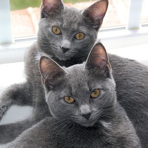 Do you think Misty could be a Chartreux?
