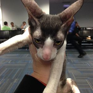 Hi Everyone! First time cat owner question about Cornish Rex Breeders