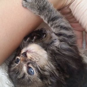 Adult cat keeps biting new Kitten. Help!