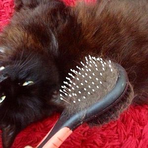 Brushing a Cat- What kind of brush and how to do it?