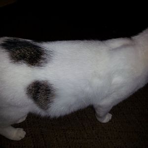 My cat is pregnant how can i tell when to expect?