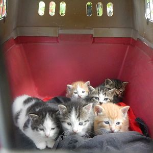 Rescue to Help Stray Kittens