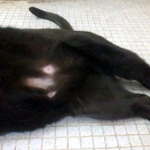Cat bald spot belly