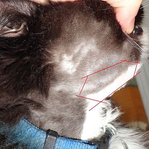 I thought it was a grub on my cat's neck - now I'm perplexed