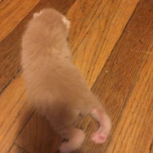Kitten with a funky back leg
