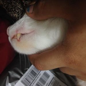 Discoloration and sores on cat's mouth?