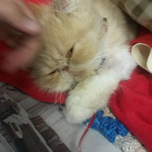 Persian Cat Pregnant?