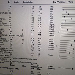 Bloodwork Results - Are My Calcium-Phosphorus Levels/Ratios Appropriate?