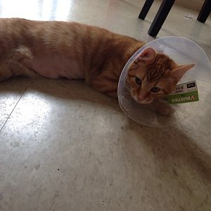 E-collar/separating the cats after hernia repair
