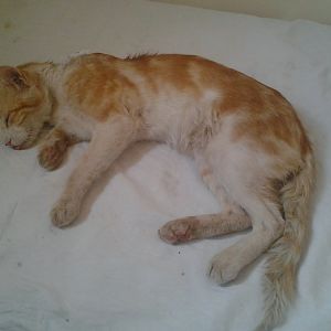 My outdoor cat have injury, please advice