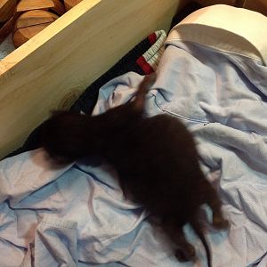 6 day old kitten very huge! HELP!