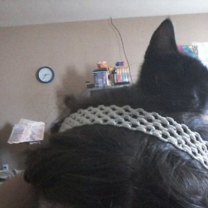 kitten will only sleep in my hair?