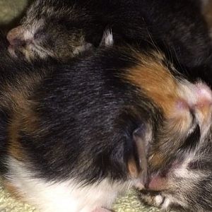 Question about a pink patch with spots on a newborn kitten's face