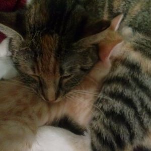 New Kitten suckling on my adolencent Cat HELP please