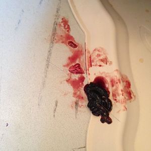 Strange blood found in cat's room - opinions please?
