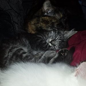 My Ragdoll, norwegian forest cat and a naughty tortie