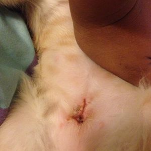 What do you think about the spaying incision?