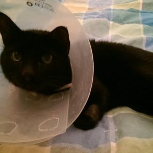 My cat just had PU surgery and is having complications