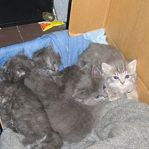 Post pictures of your precious Blue / Gray / Maltese cats here!
