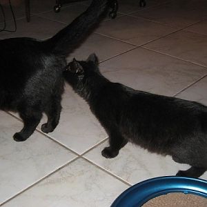 Territorial aggression - need help reintroducing cats