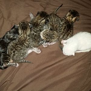 Highlander kitten crew!