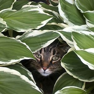 jake hanging out in the hostas