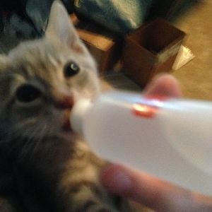 4 month old kitten only drinks water from a baby bottle