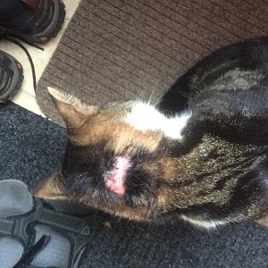 Help! Cat tearing neck to shreds