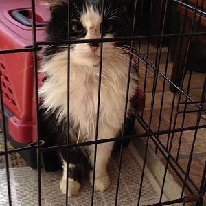 Feral with matted neck fur + earmites