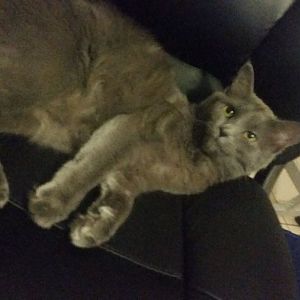 need help with friend's kitten