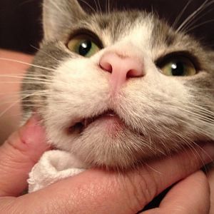 Red spot on cat's lip