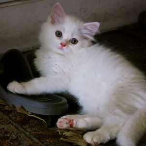 Help with naming kitten!